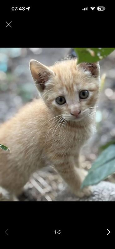 сколько стоит мейн кун: Котята, домашние короткошёрстные. На фото — несколько малышей разного — 4