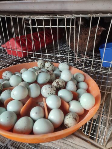 Другая одежда на прокат: Инкубационное яйцо голубое перепёлка Селадон цена 25 сом