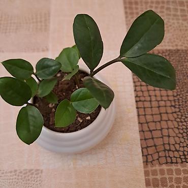 ev bitkisi: Zamioculcas zamiifolia (ZZ bitkisi) – dekorativ otaq bitkisi - Qalın — 3