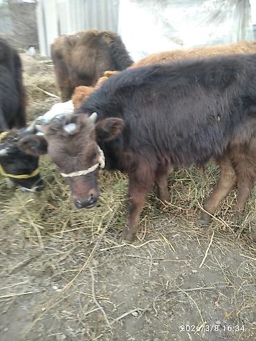 Коровы, быки: Продаю | Бык (самец) — 6