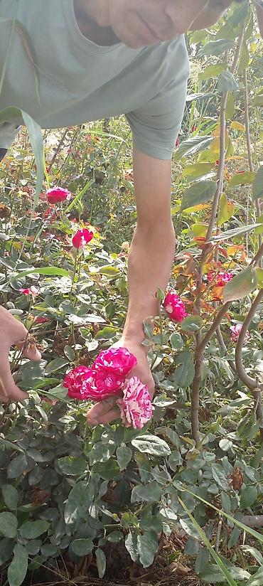Роза: Продаю саженцы роз.Вьющийсяминирозы .куставые — 10