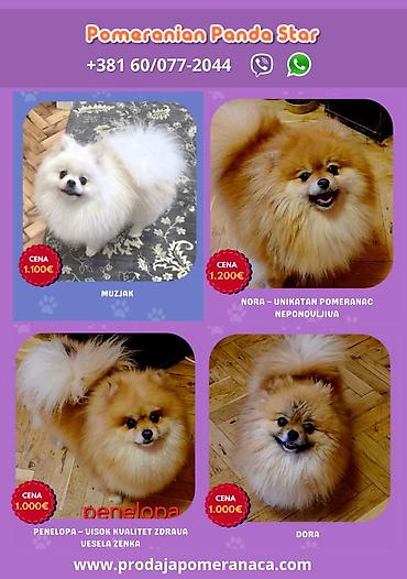 kupujem prodajem pomeranac: Pomeranian Panda Star je renomirana odgajivačnica Pomeranaca iz — 3