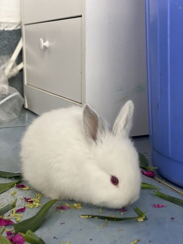 кролик калифорницы: Продаю | Крольчата
