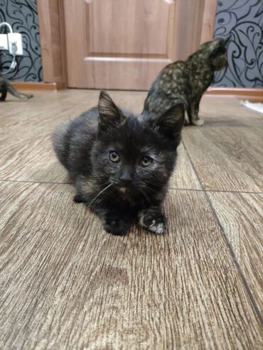 Отдам даром кошку: КОШКИ И КОТЯТА У НАС ПРИЮТ любой окрас есть можете выбрать у нас — 9