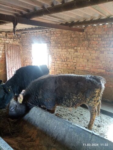 купить корову в бишкеке: Бики в данный момент на откорм возраст 1 год цена на 1 бик срочно