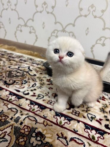 сколько стоит кошка породы мейн кун: Шотландский вислоухий котёнок (Scottish Fold). - Порода: шотландская