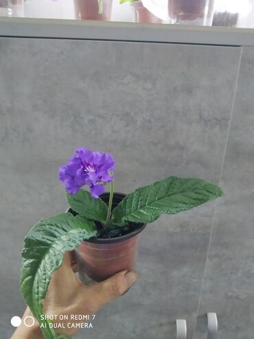 комнатные растения цветы: Стрептокарпус сорт возрождение тайфуна