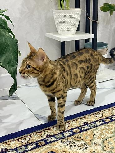 бенгальский кошка: Бенгальская кошка (домашний питомец) - Порода: бенгальская - Окрас — 3