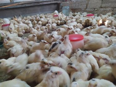 Çaydanlar: Elim yandi satilir tam etlik texas sortu pula ehtiyac olduqu ucun