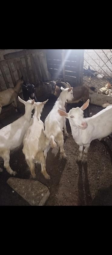 heleb keçileri: 10 dene keçi balası satılır, 6 si erkek,4 dişi, birinin qiyməti 175 — 3