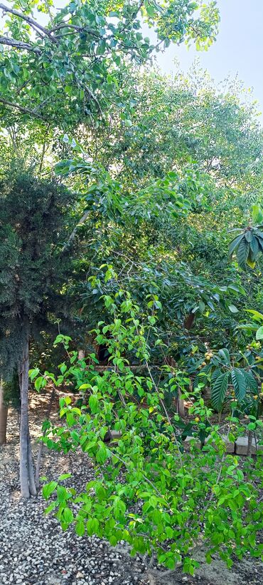 Torpaq sahələrinin satışı: 8 sot, Tikinti, Mülkiyyətçi, Kupça (Çıxarış) -da lalafo.az — 19 Torpaq sahələrinin satışı: 8 sot, Tikinti, Mülkiyyətçi, Kupça (Çıxarış) — 19