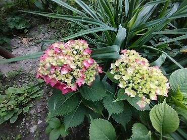 Гортензия: Саженцы — 7