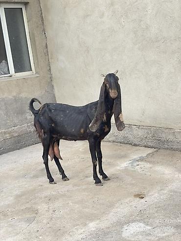 Продаю | Коза (самка) | Нубийская | Для разведения at lalafo.kg — 1 Продаю | Коза (самка) | Нубийская | Для разведения — 1