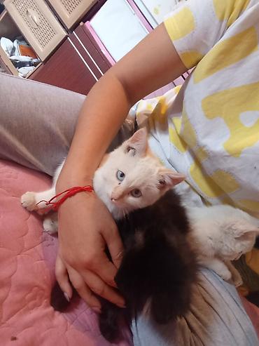 Продажа кошек: Котята кремового окраса - Описание: игривые домашние котята с мягкой — 2