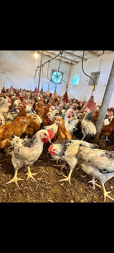 qaşqaldağ quşu: Tam saglam butun vaksinleri olunmus 1 kilodan 1_400 cekide olan — 2