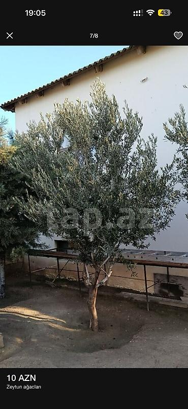 Ağaclar: Zeytun ağacları - Seçim: müxtəlif ölçü və yaşlarda zeytun ağacları - — 1