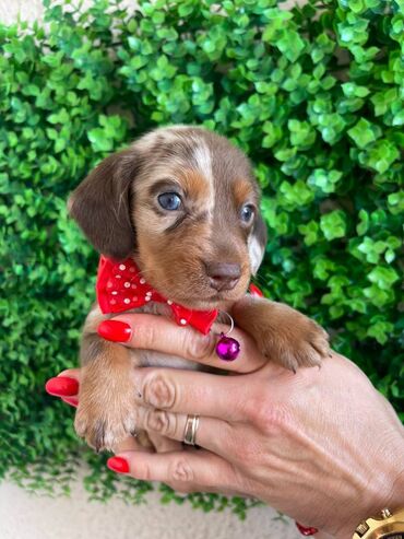 Psi: Odgajivacnica pasa "Happy Puppies" ima u ponudi prelepe stence mini — 1