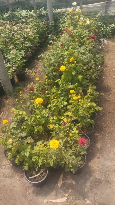 Çöl bitkiləri: Bağ və landşaft üçün qapalı qablarda əkilmiş dekorativ bitkilər - — 12