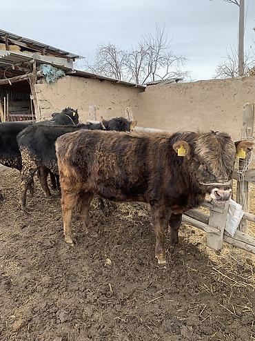Коровы, быки: Продаю | Бык (самец), Музоо, торпок | Ангус, Абердин-ангус | На откорм, На забой — 16
