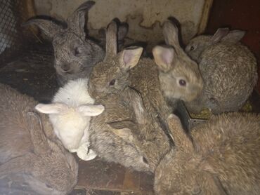 кролики на мясо: Крольчата полтора месячные и месячные готовы к продаже