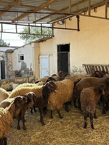 Qoyunlar, qoçlar: Razilaşma yoluilə — 1