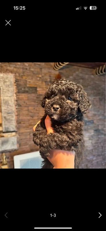 tap.az heyvanlar itler: 1aylıq Toy Poodle balaları – qara rəngli, sıx qıvrım tüklü Məhsulun — 1