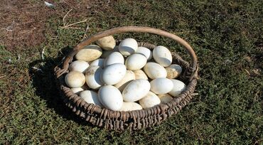 цыплята гуси: Продаются гусиные и утиные яйца на инкубацию, район Канта