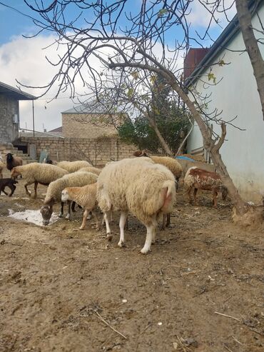 Qoyunlar, qoçlar: Qoyun sürüsü – yerli cinslərin qarışığı - Şəkillərdə kənd həyətində — 8