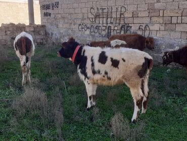 heyratı o şamo: Dana, buzov, Dişi, Holsteyn, Simental, ay: 1, 90 kq, Ətlik, Damazlıq, Südlük, Ödənişli çatdırılma, Ünvandan götürmə