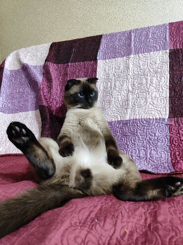 шотланские коты: Отдаю в хорошие руки кота, бесплатно. Порода сиамская кошка. Возраст 2