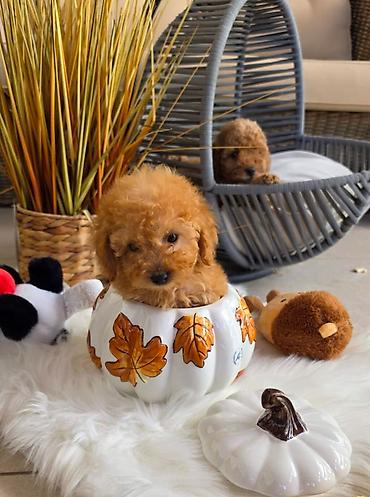 staford mini: Nove bebice toy I mini pudle Odgajivacnica Hopy queen pudle vam — 2