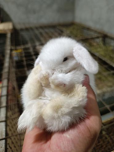 bala afçarka: Satılır: dekorativ quzuqulağı (lop-eared) miniatür dovşan balaları - — 5