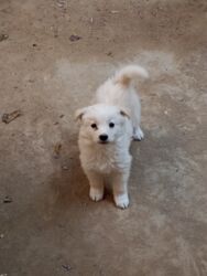 домики для кошек: Dişi, Ünvandan götürmə