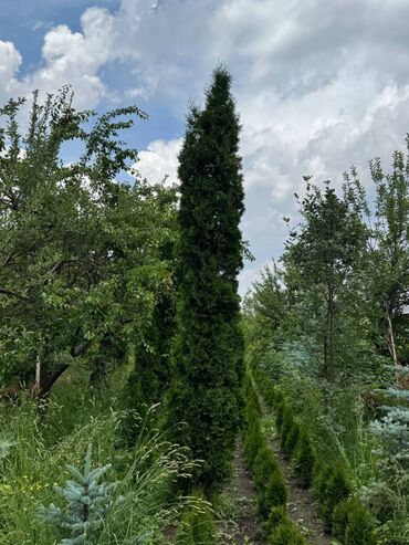 Декоративные цветы: 🌿 Сапаттуу көчөттөр Ноокаттан! Европадан алып келинип, өзүбүздүн — 8