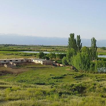 Продажа коттеджей и домов: Продается ферма в Джети-Огузском районе, Иссык-Кульская область — 3