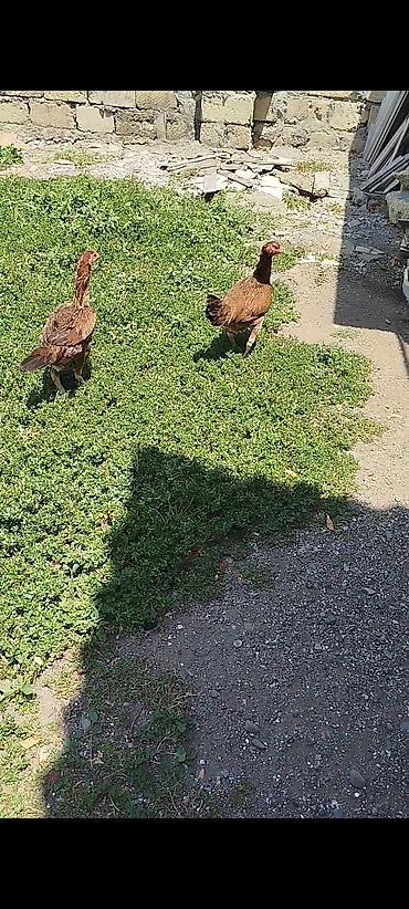 yumurtlayan toyuqlar satilir: Heyratı fərələr 17 aylıq qanına söz ola bilməz hazırda yumurtlayırlar — 2