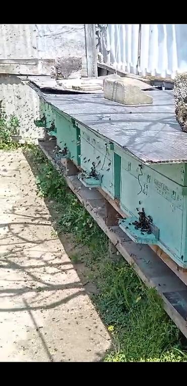 heyvan yemi: Arı ailələri razılaşma yolu ilə — 1