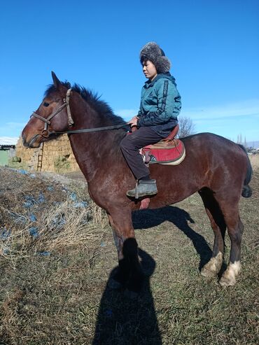 Лошади, кони: Продаю | Жеребец | Рабочий — 1