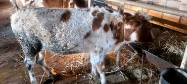 Dana, buzov: Salam.5 bas conge 1bas duye satılır.heyanlar tam sağlam esil kokeltme — 7