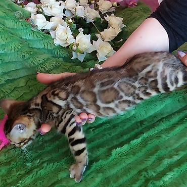 леопардовый кот: Бенгальские котята !!! домашние. мини леопардики. Друзья у нас — 4
