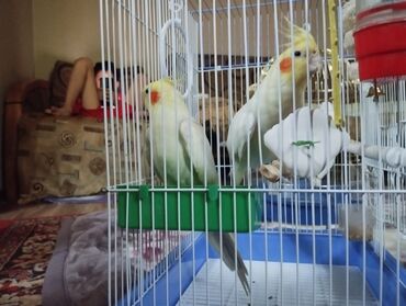 в связи с переездом отдам попугая жако в добрые руки: Кореллы (нимфы) светлой окраски с яркими оранжевыми «щёчками»