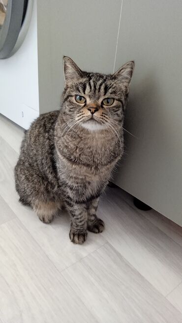 купить дом для кота: Ургаачы