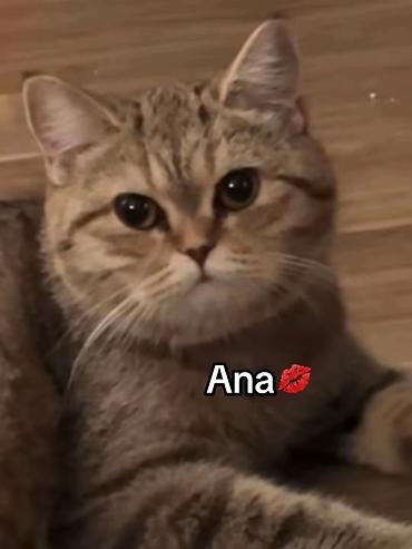 şınşıla: Qızıl şinşilla, Erkək, Dişi, Yaxşı əllərə, Ünvandan götürmə, Ödənişli çatdırılma — 4