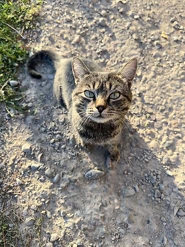 кошка вязка: Кошка даром: Беспородная, Мальчик — 1