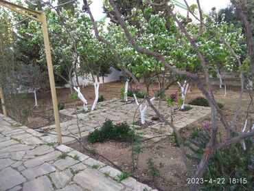 Bağ evlərinin kirayəsi: 250 kv. m, 8 otaq, Hovuzlu, Artezian quyusu — 6