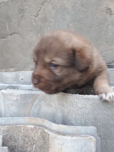 Toyuqlar: Məhsul: Zvanok balaları - Sevimli zvanok balaları şəkillərdədir -da lalafo.az — 5 Toyuqlar: Məhsul: Zvanok balaları - Sevimli zvanok balaları şəkillərdədir — 5