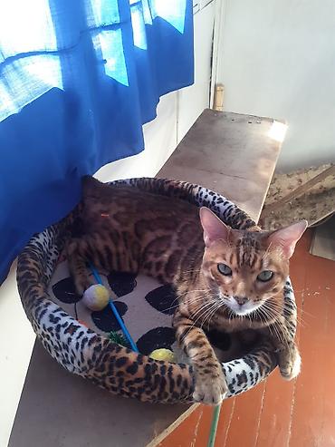 Продажа кошек: Бенгал на вязку Особенности: - Крупные выразительные глаза, широкие — 6