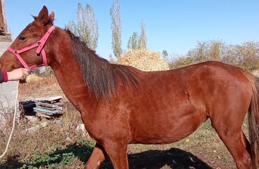 собака доберман сколько стоит: Продаю | Кобыла (самка) | Рабочий