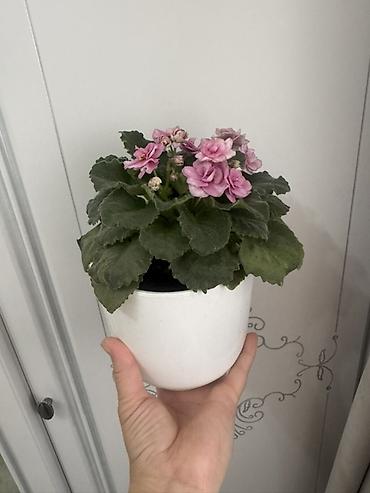 Замиокулькас (Долларовое дерево): Комнатные растения в горшках (на выбор): 1) Замиокулькас (Zamioculcas — 6