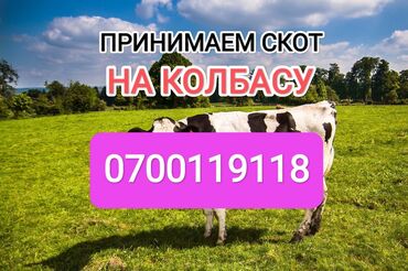 продажа теленок: Куплю | Коровы, быки, Лошади, кони | На забой, на мясо, Круглосуточно, Забитый